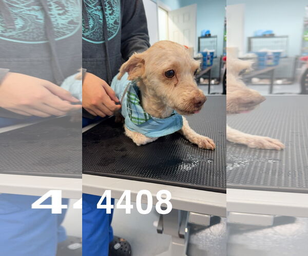 Medium Photo #2 Poodle (Miniature)-Unknown Mix Puppy For Sale in Chico, CA, USA