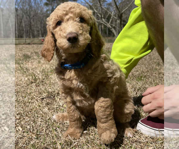 Medium Photo #8 Goldendoodle Puppy For Sale in PALESTINE, TX, USA