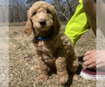 Small Photo #8 Goldendoodle Puppy For Sale in PALESTINE, TX, USA