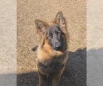 Small Photo #1 German Shepherd Dog Puppy For Sale in Rocky Point, NC, USA