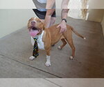 Small #2 American Pit Bull Terrier Mix