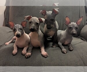 American Hairless Terrier Puppy for sale in PHOENIX, AZ, USA
