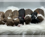Small Photo #13 Bordoodle Puppy For Sale in CRESTON, OH, USA