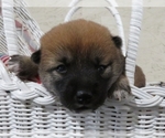 Small Photo #5 Shiba Inu Puppy For Sale in NORWOOD, MO, USA