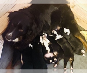 Mother of the Australian Shepherd puppies born on 08/03/2022