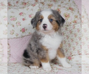 Miniature Australian Shepherd Puppy for sale in HARRISON, OH, USA