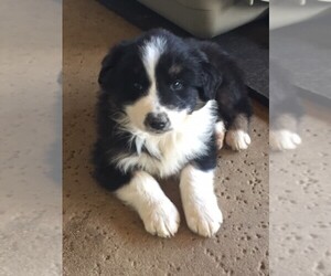 Australian Shepherd Puppy for sale in JURUPA VALLEY, CA, USA