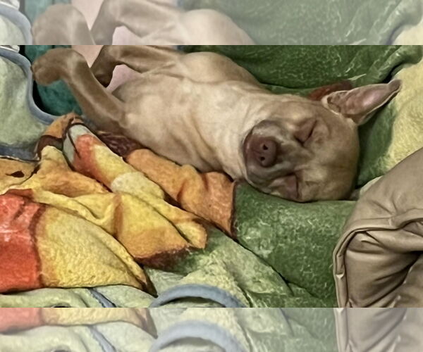 Medium Photo #11 Chihuahua Puppy For Sale in Garner, NC, USA