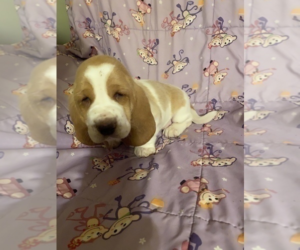 Medium Photo #2 Basset Hound Puppy For Sale in GREENLEAF, WI, USA