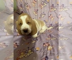 Small Photo #2 Basset Hound Puppy For Sale in GREENLEAF, WI, USA