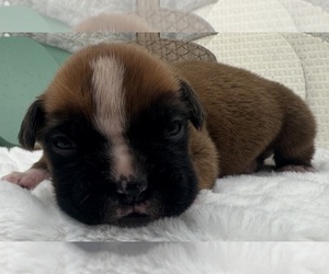 Boxer Puppy for sale in PAWNEE CITY, NE, USA