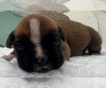 Image preview for Ad Listing. Nickname: AKC Peanut