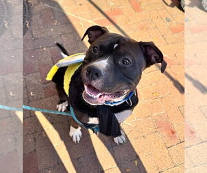 Mutt Dogs for adoption in Rockville, MD, USA