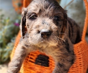 Doodle-Goldendoodle Mix Puppy for sale in WACO, TX, USA