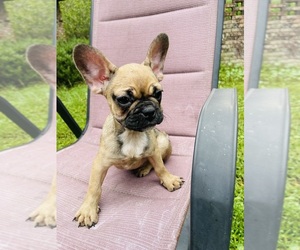 French Bulldog Puppy for sale in JACKSONVILLE, FL, USA