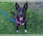 Small German Shepherd Dog Mix