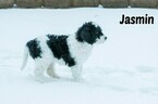 Small Photo #4 Labradoodle-Poodle (Standard) Mix Puppy For Sale in SAINT CLOUD, MN, USA
