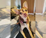 Small Chihuahua Mix
