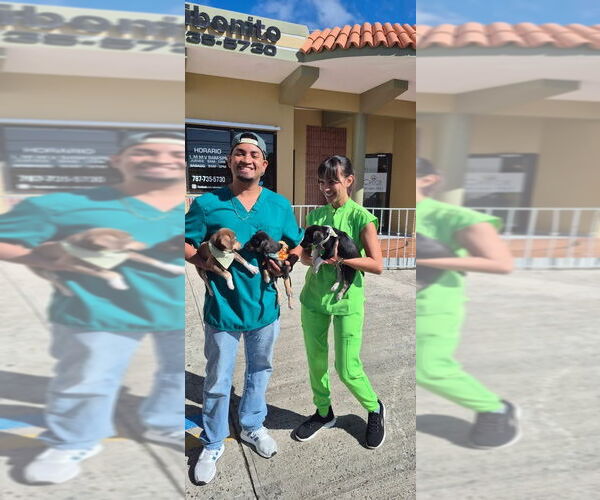 Medium Photo #3 Chihuahua-Labrador Retriever Mix Puppy For Sale in Virginia Beach, VA, USA