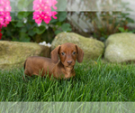 Image preview for Ad Listing. Nickname: Ike