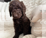 Small #5 Labradoodle mix (+ Poodle Standard)