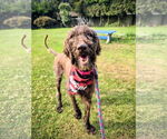 Small #3 Poodle (Standard) Mix