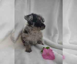 Wapoo Puppy for sale in SENECA FALLS, NY, USA