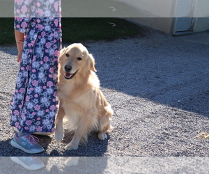 Golden Retriever Puppy for sale in SHILOH, OH, USA