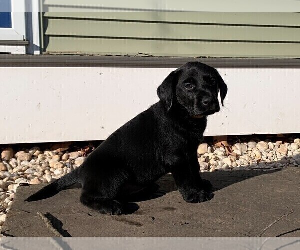 Medium Photo #3 Labrador Retriever Puppy For Sale in READING, PA, USA
