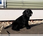 Small Photo #3 Labrador Retriever Puppy For Sale in READING, PA, USA