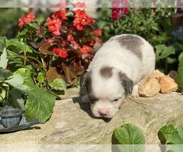 Medium Photo #25 Bullhuahua-Chihuahua Mix Puppy For Sale in RAWSONVILLE, MI, USA