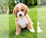 Small #3 Goldendoodle (Miniature)