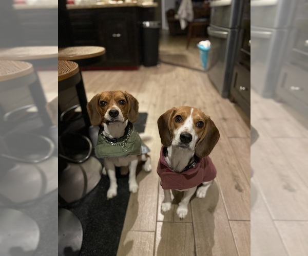 Medium Photo #1 Beagle Puppy For Sale in CONROE, TX, USA