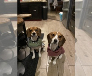 Mother of the Beagle puppies born on 05/22/2025