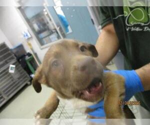 Mutt Dogs for adoption in Oklahoma City, OK, USA