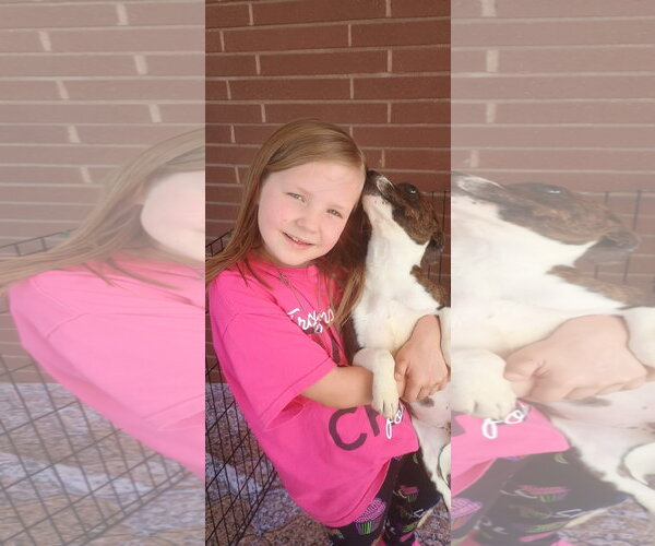 Medium Photo #2 Mutt Puppy For Sale in The Woodlands, TX, USA