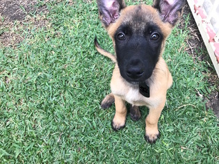 Belgian Malinois Puppy for sale in THE COLONY, TX, USA