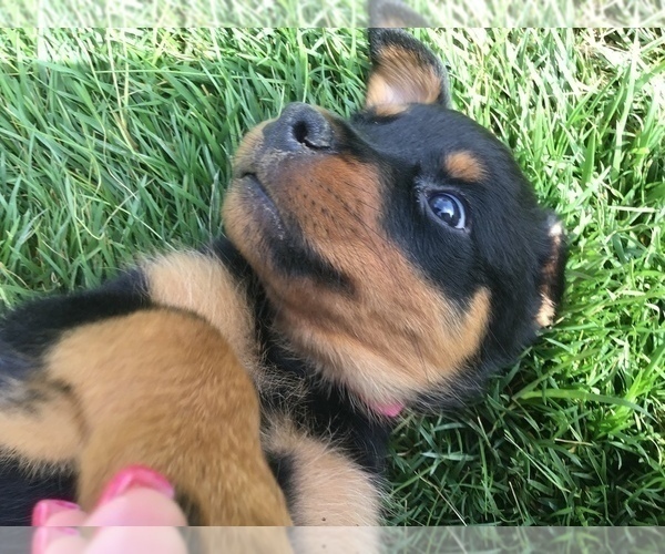 Medium Photo #28 Rottweiler Puppy For Sale in OAK GLEN, CA, USA