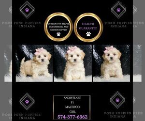 Maltipoo Puppy for sale in WARSAW, IN, USA