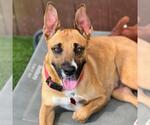 Small Photo #10 Boxer-Unknown Mix Puppy For Sale in San Diego, CA, USA