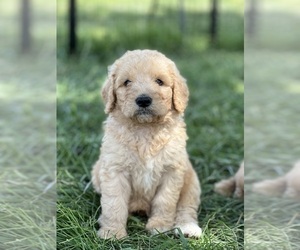 Goldendoodle Puppy for sale in MARYVILLE, MO, USA