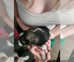 Small #2 Schnauzer (Miniature)