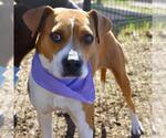 Small American Staffordshire Terrier Mix
