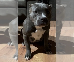 Mother of the American Bully puppies born on 09/29/2023