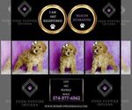 Small Photo #108 Poodle (Miniature) Puppy For Sale in WARSAW, IN, USA