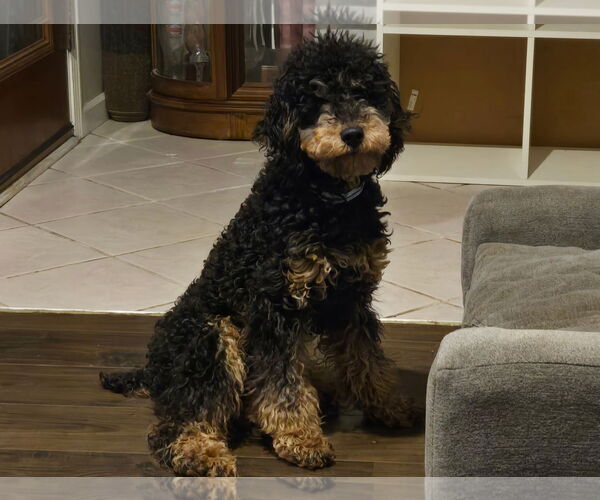 Medium Photo #2 Poodle (Miniature) Puppy For Sale in Fort Wayne, IN, USA