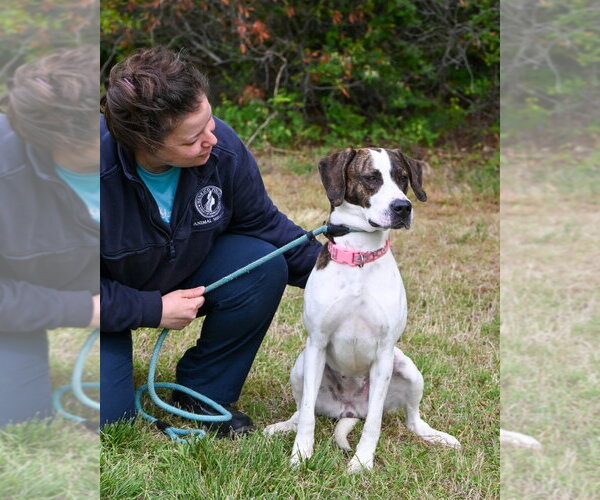 Medium Photo #2 Mutt Puppy For Sale in Glen Allen, VA, USA