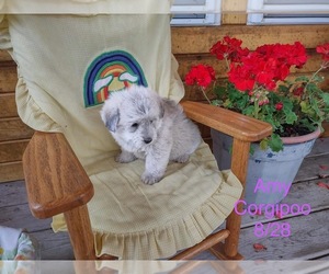 Pembroke Welsh Corgi-Poodle (Miniature) Mix Puppy for Sale in SHIPSHEWANA, Indiana USA