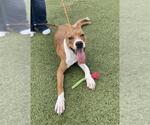Small #1 American Pit Bull Terrier Mix
