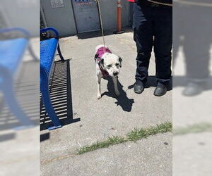 Dalmatian Dogs for adoption in Stockton, CA, USA
